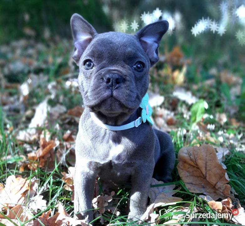 Buldog francuski szczeniaczki piekne sunie i Pabianice