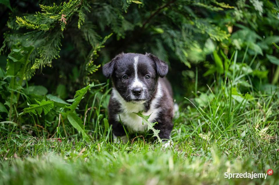 Szczeniaki welsh corgi cardigan mazowieckie Warszawa sprzedam