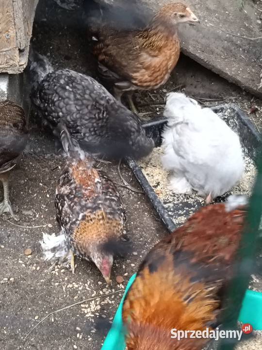 Koguty karzełki silka kochin Rybnik sprzedam