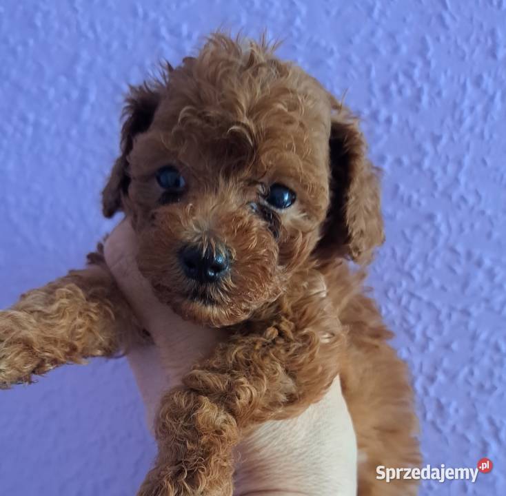 szczenięta pudel toy red płowy z rodowodem FCI Gdańsk