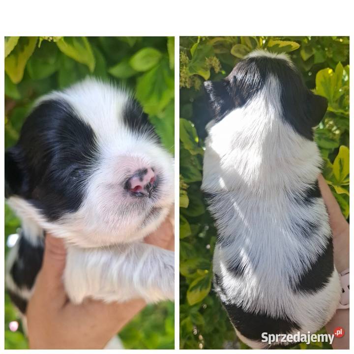 Shih tzu pieski piesek Rzeszów