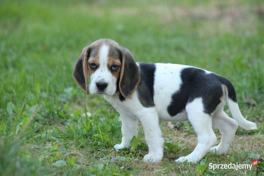 Beagle szczeniaczki ZKwP Championie Polski śląskie