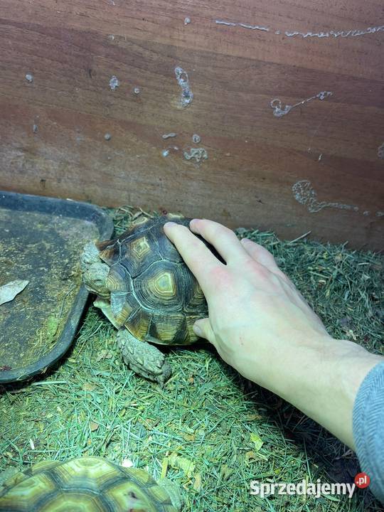 Zółw pustnyy żółw lądowy centrochelys sulcata Miechów