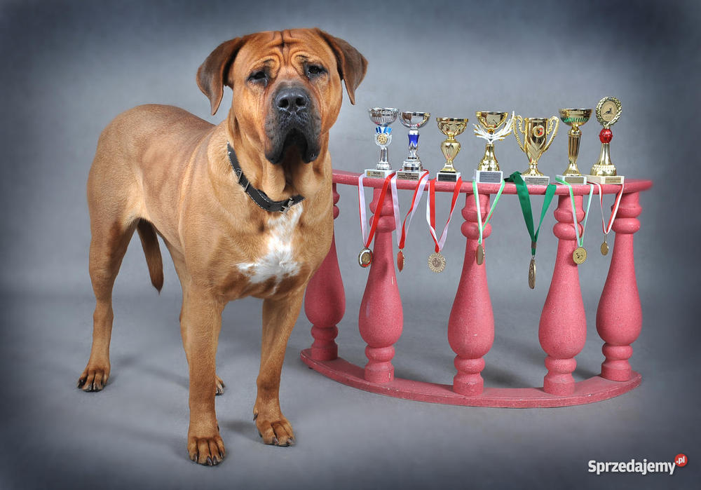 szczeniaki TOSA INU Żary sprzedam