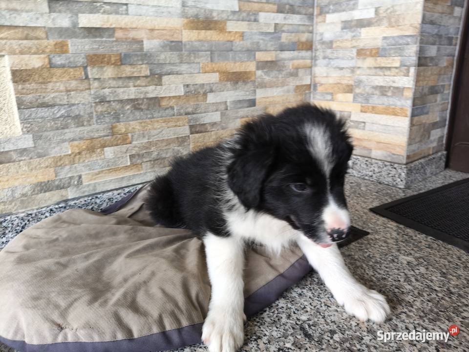 Szczeniak Border Collie ZKwP FCI opolskie Kolonowskie