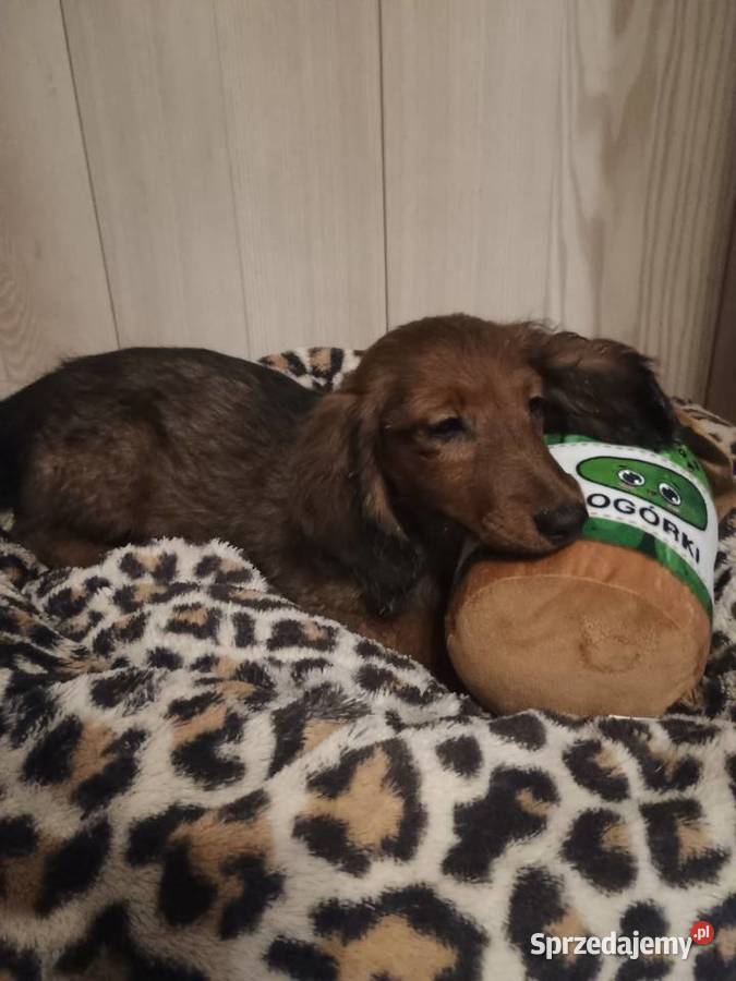 Jamnik długowłosy miniaturowy piesek