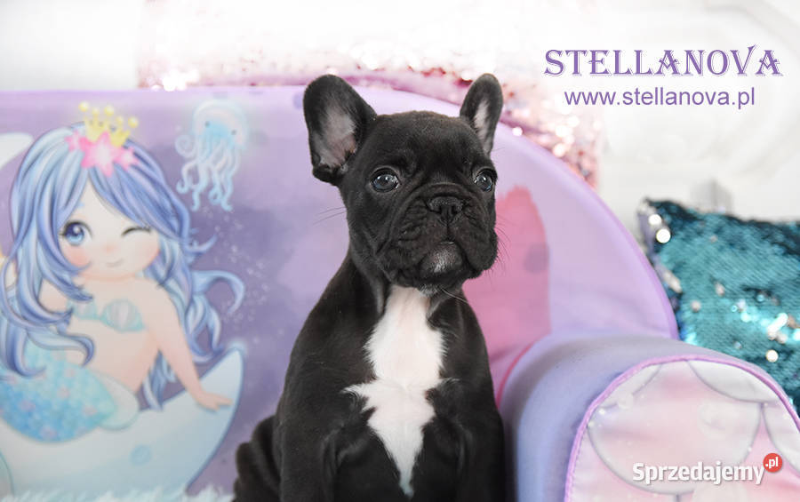 Buldog francuski szczenieta CH MŁCH Stellanova Warszawa