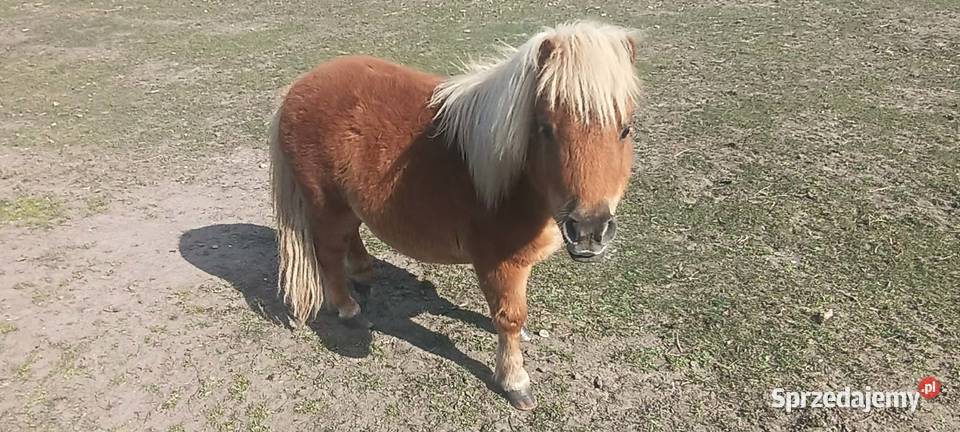 Kuc szetlandzki 1-roczny OGIEREK