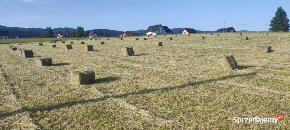 Siano kostka 2026 zbierane bez deszczu głównie śląskie Gilowice