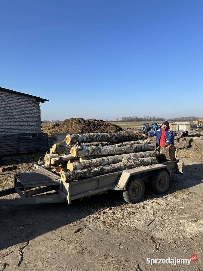Drewno opałowe brzoza grabdab sosna akacja