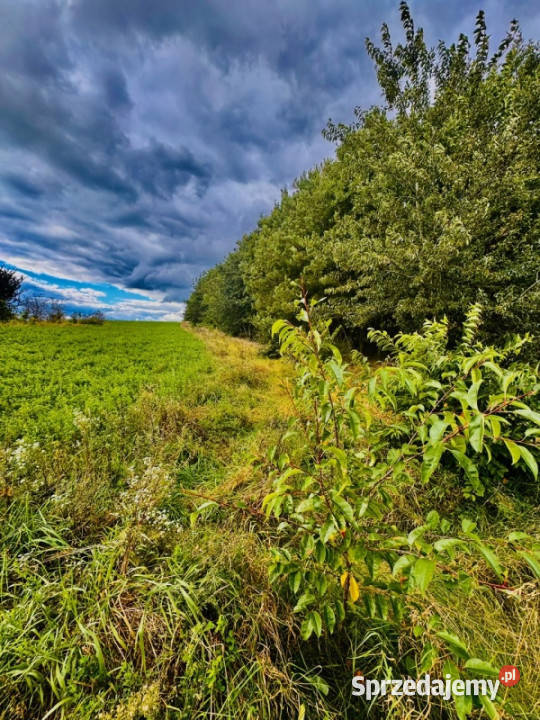 Drygały piękna działka 14 ha w otoczeniu lasów i