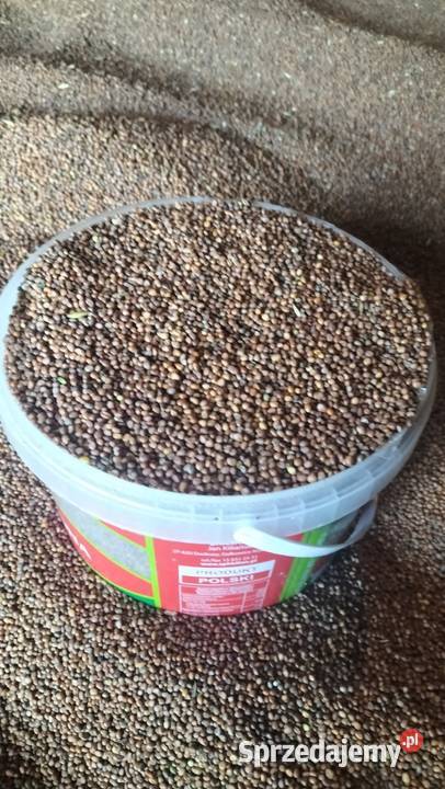 Rzodkiew oleista świętokrzyskie Łagów