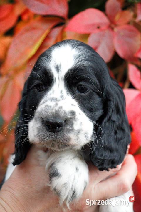 Cocker Spaniel Angielski