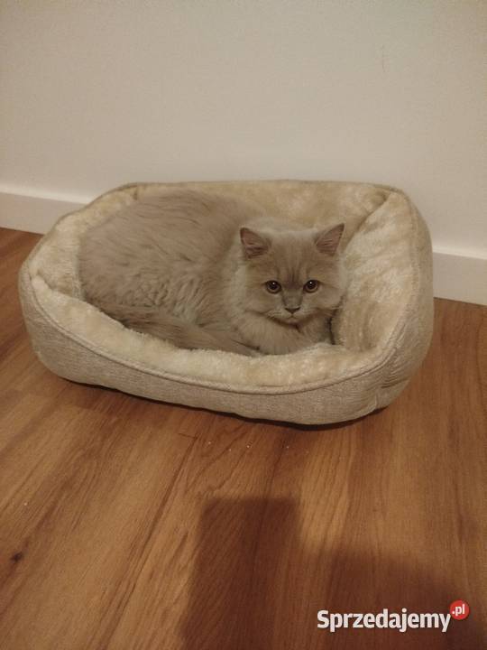 Kotka brytyjska długowłosa rodowód lubelskie Dys