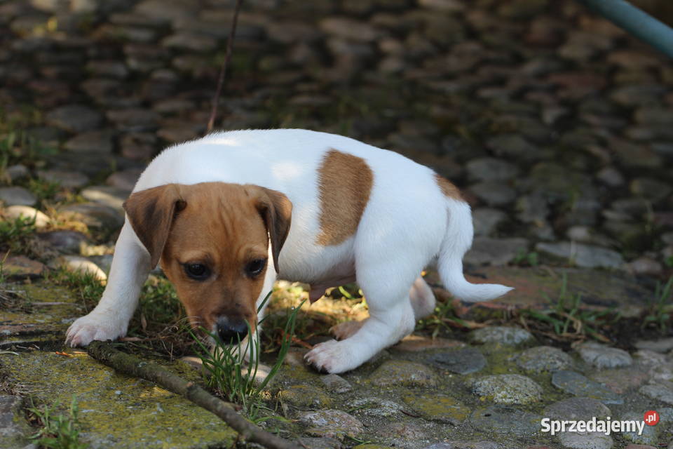 Jack Russell Terrier krótkowłosy Delastowice