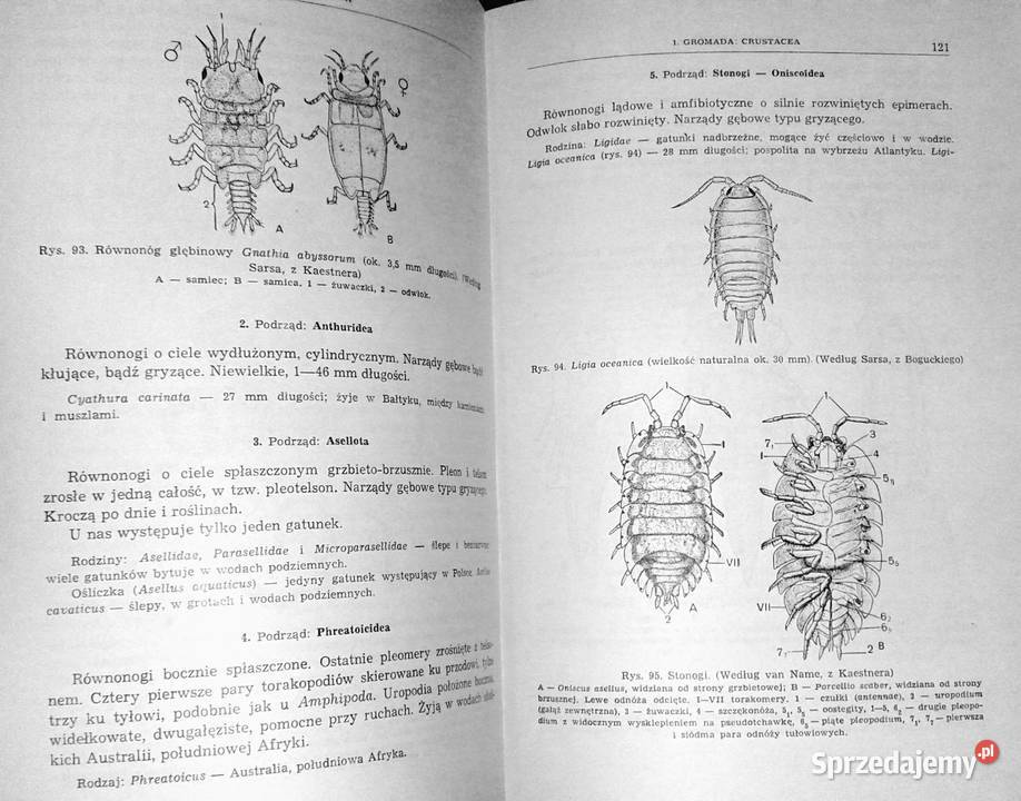 Zoologia Bezkręgowce Tom 12 Eugeniusz Grabda Chełm sprzedam