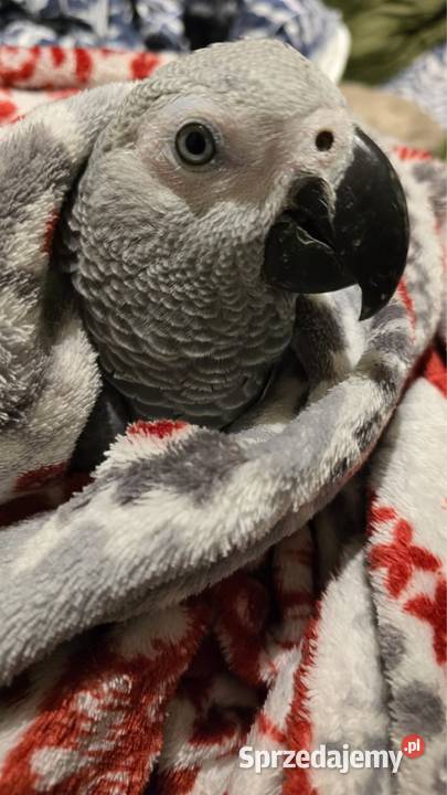 Żako ręcznie karmiony Warszawa sprzedam