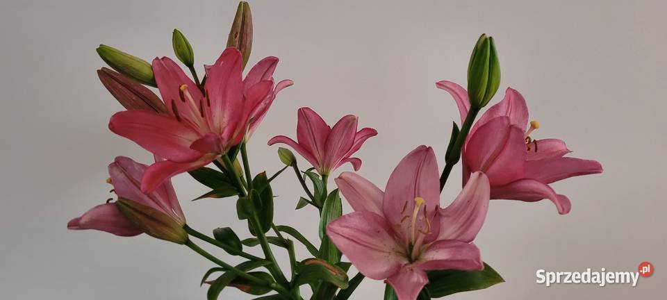Cebulki lilia różowa bezwonna Warszawa