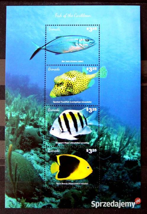 Grenada ryby Karaibów