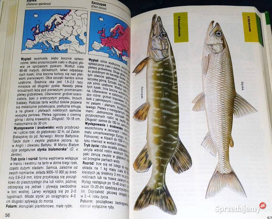 Ryby Słodkowodne Leksykon Przyrodniczy lubelskie Chełm sprzedam