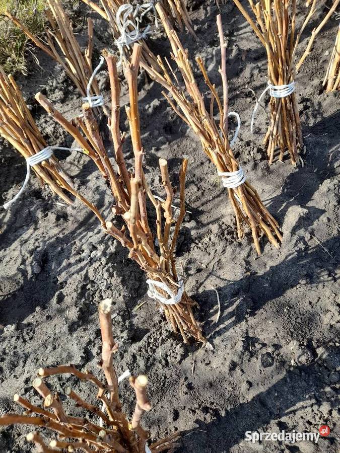 Sprzedam sadzonki maliny czerwonej i żółtej małopolskie sprzedam