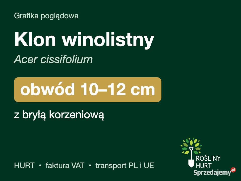Klon winolistny Acer cissifolium obwód 1012 z