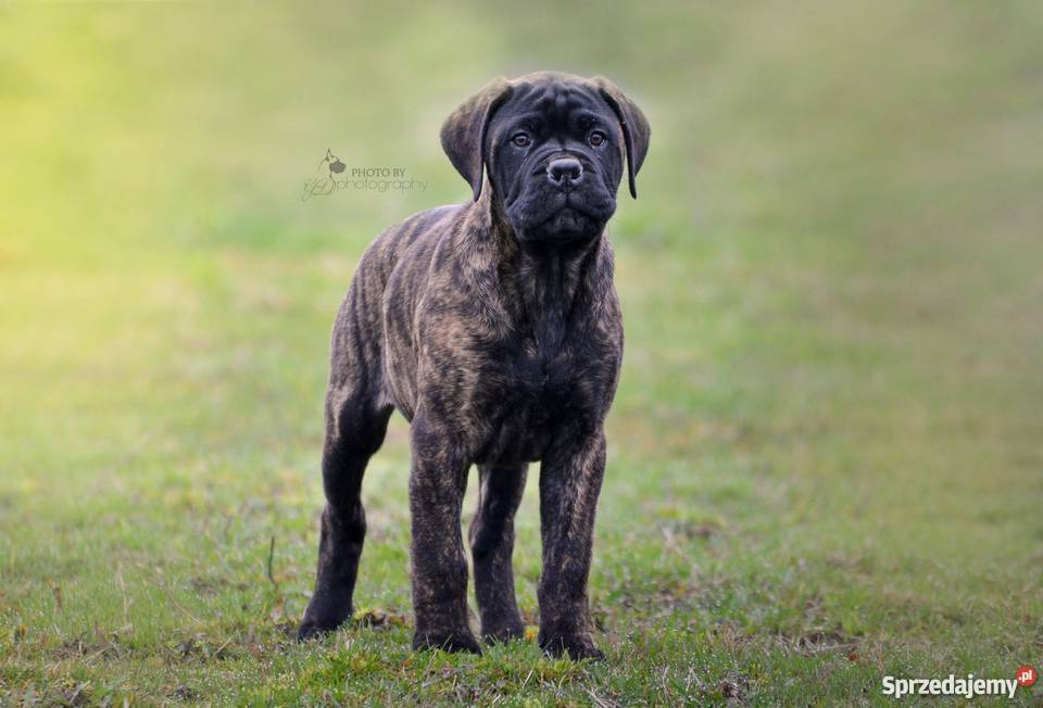 Szczenięta Bullmastiff ZKwP FCI Puszcza