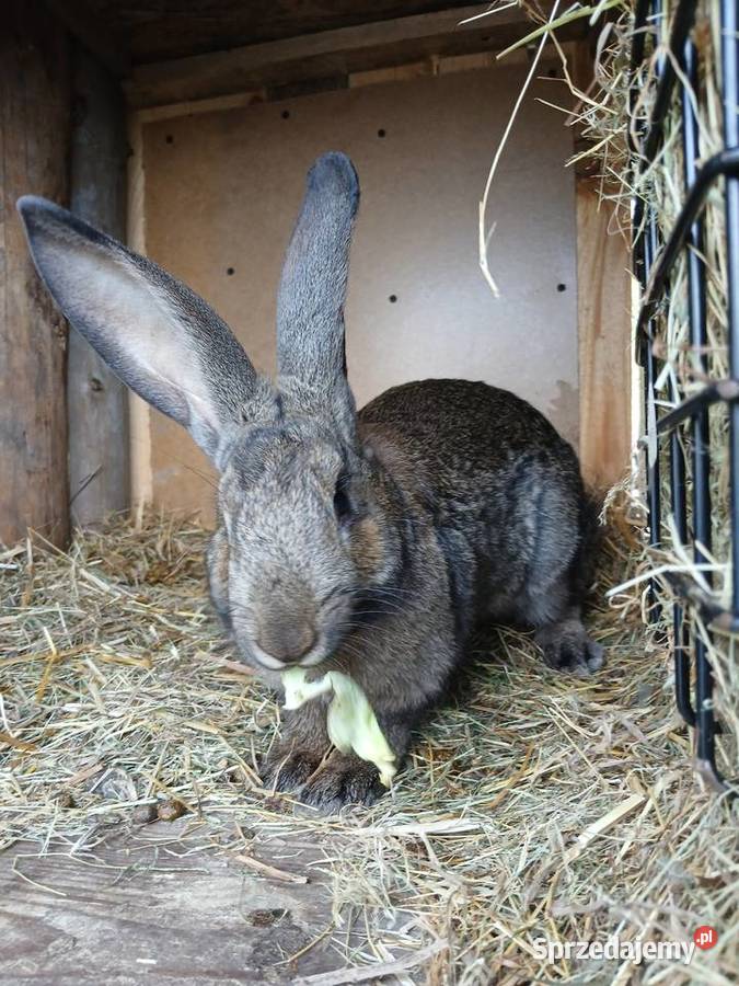 Króliki belgijskiebarany francuskie świętokrzyskie