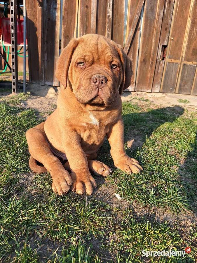 Szczeniak Dogue de Bordeaux mazowieckie Szydłowiec sprzedam