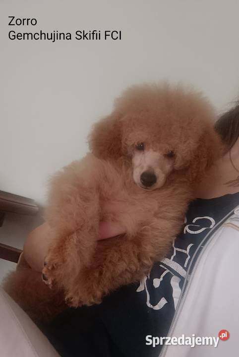 Pudel Toy chlopchik z dokuments FCI Kielce