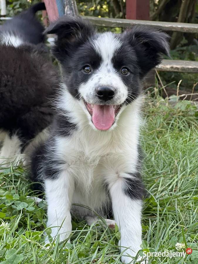Border Colliepiękne szczenięta Psy Nieledew