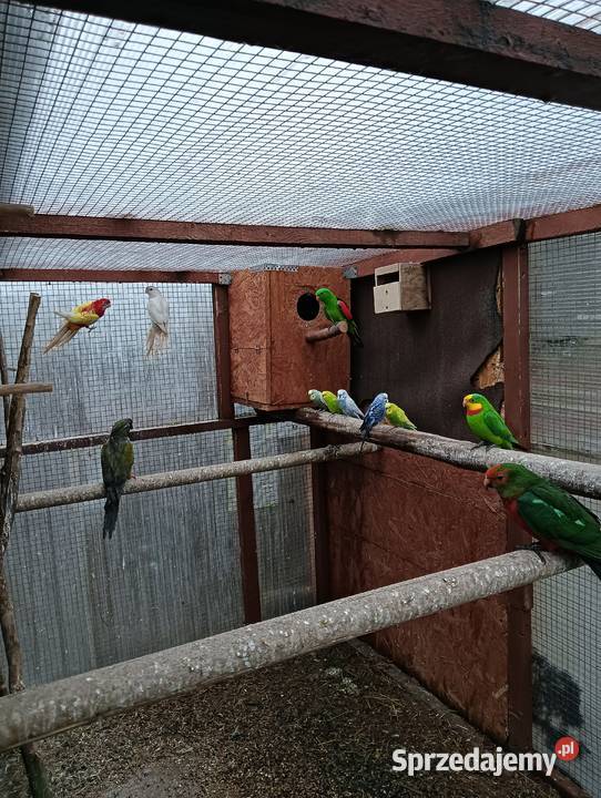 Sprzedam papugi Leszno