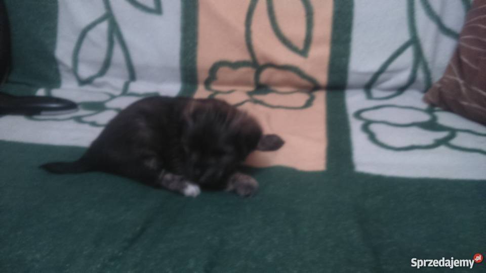 pieski rasy mieszanej maltańczyk z yorkem Garwolin