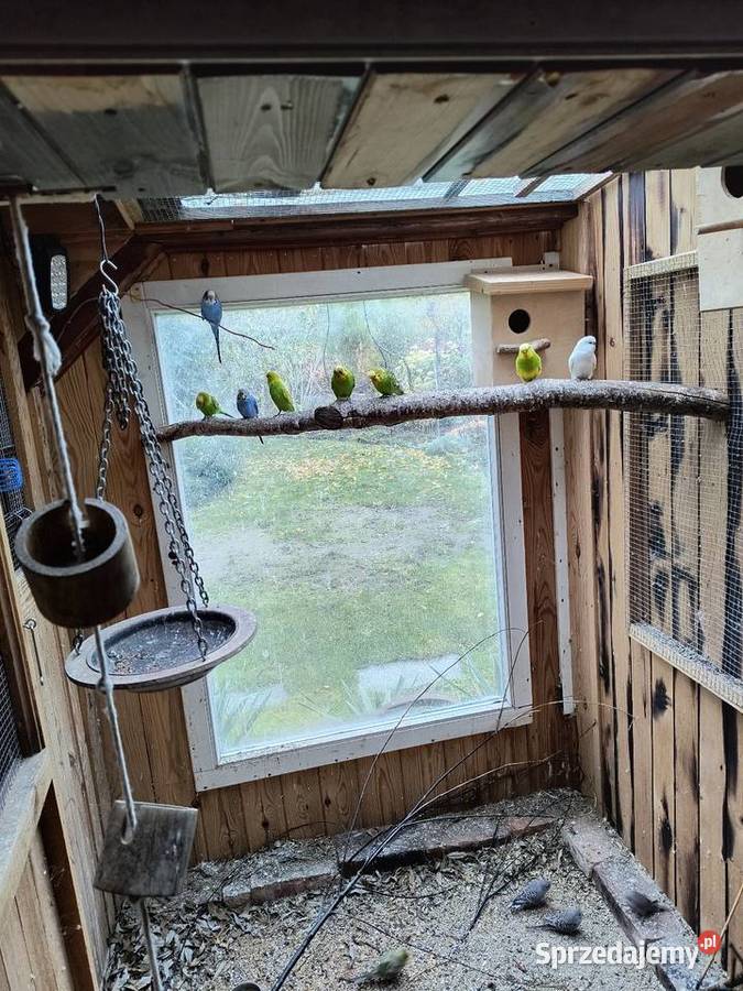 Papugi faliste i nimfy Ptaki