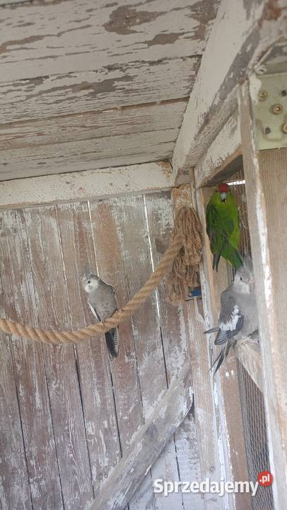 Samiec modrolotke Czchów