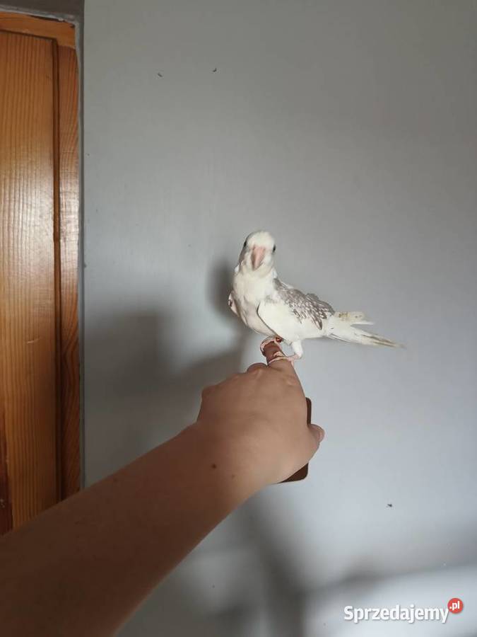 Papugi nimfy ręcznie karmione