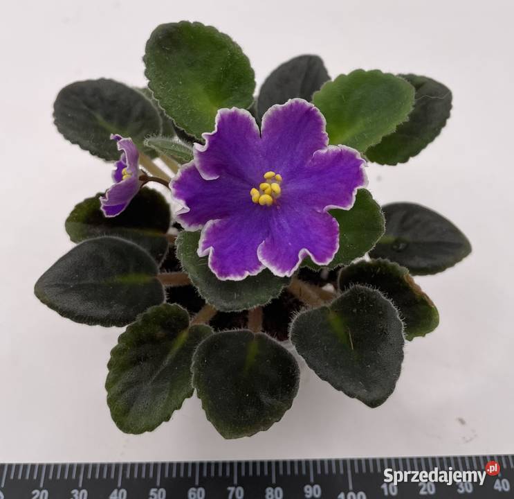 Fiołek afrykański kwitnąca sadzonka świętokrzyskie Jędrzejów