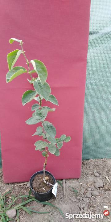 Pigwa jadalna forma gruszkowata Cydonia oblonga wielkopolskie