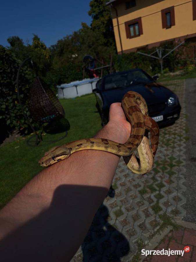 Boa constrictor razem z terrarium Pszczyna