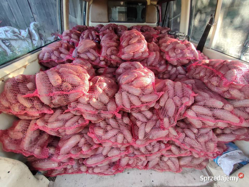 Buraczki czerwone podłużne Pińczów sprzedam