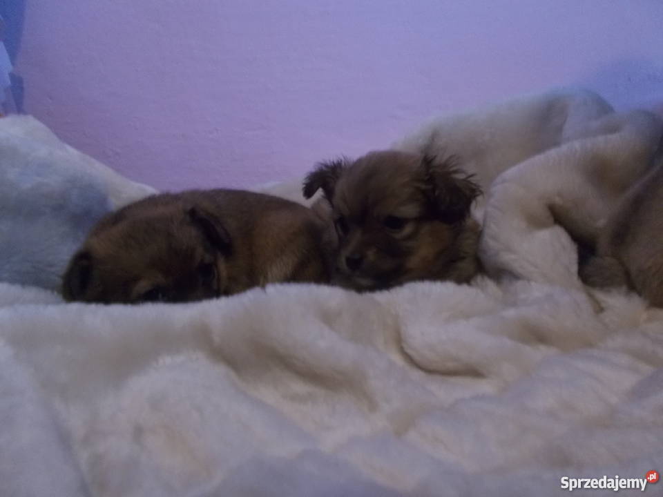 oddam małe pieski rasy chiuaua podkarpackie Hermanowa