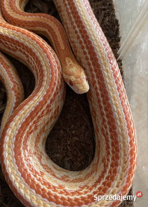 Wąż zbożowy Pantherophis guttatus samiec Stargard