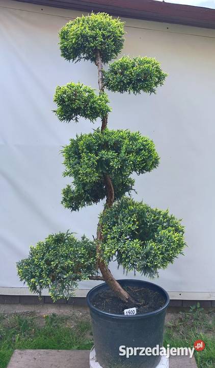 Bonsai Niwaki jałowiec łuskowy Holger podkarpackie Medynia Łańcucka