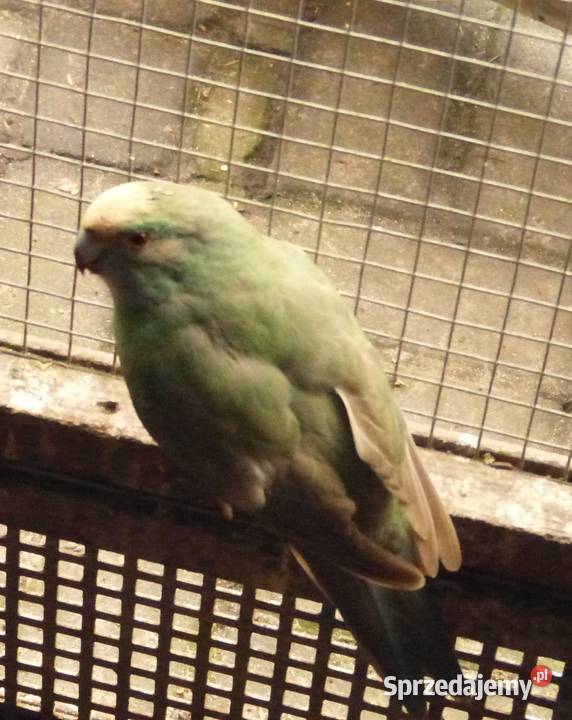 sprzedam Modrolotki Poznań