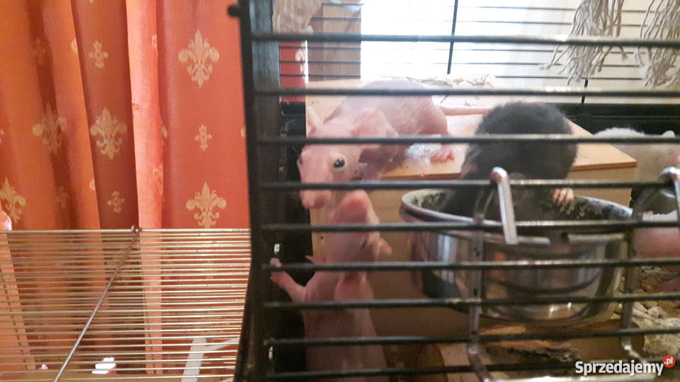 Przepiękne szczury szczurki sfinkszdrowe bez Pozostałe Zgierz sprzedam