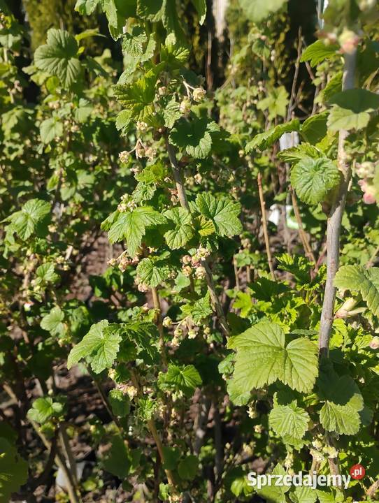 Porzeczka na pniu szczepiona Owocowe mazowieckie Chrzanowo-Bronisze sprzedam