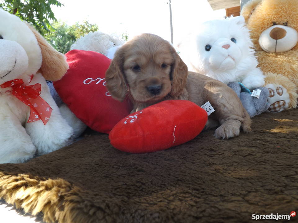 sprzedam spaniela sprzedam