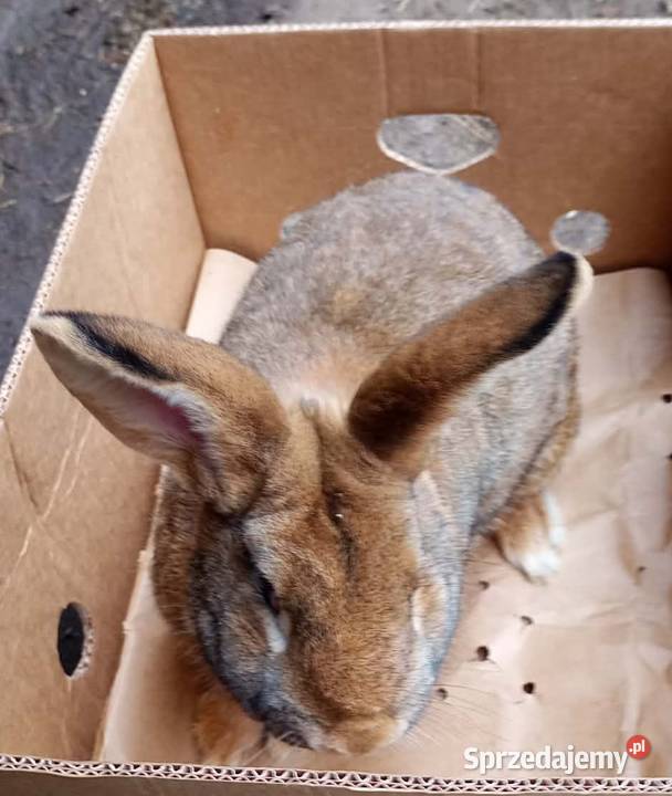 Królik dorosły samiec wielkopolskie Dębicze sprzedam