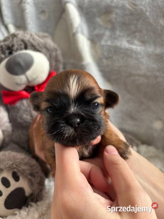 ShihTzu suczka odbiór w grudniu Strzelce Opolskie