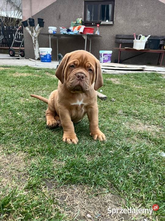 Szczeniak Dogue de Bordeaux mazowieckie